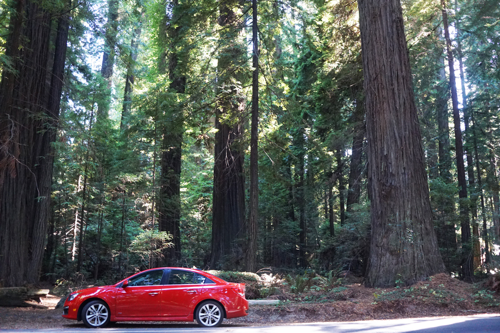 Redwood National and State Parks — Road Trip!!