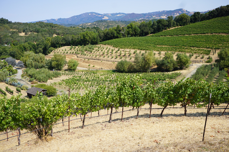 3 Must-See Vineyards in Sonoma, California!!